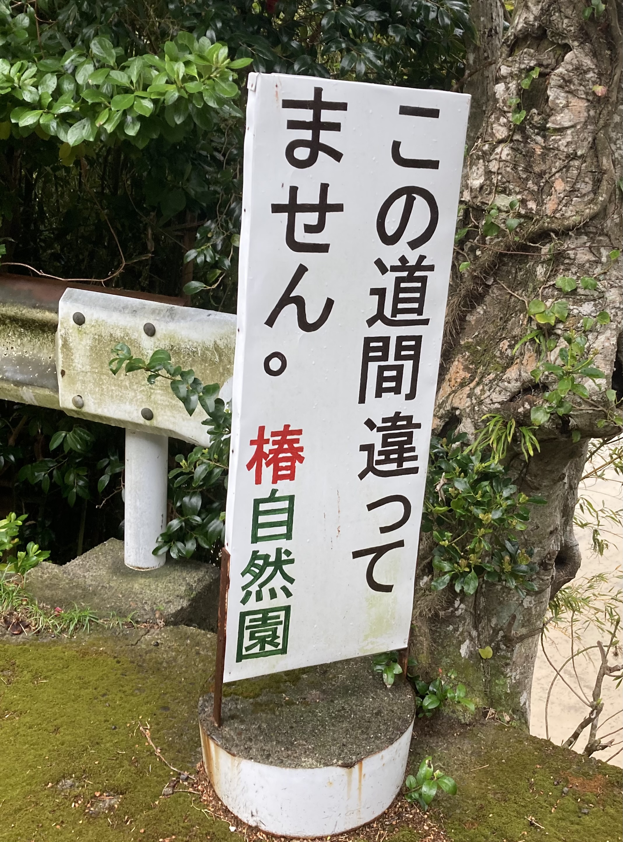 徳島県阿南市 椿自然園 椿泊湾のお造り定食 うどんは別腹