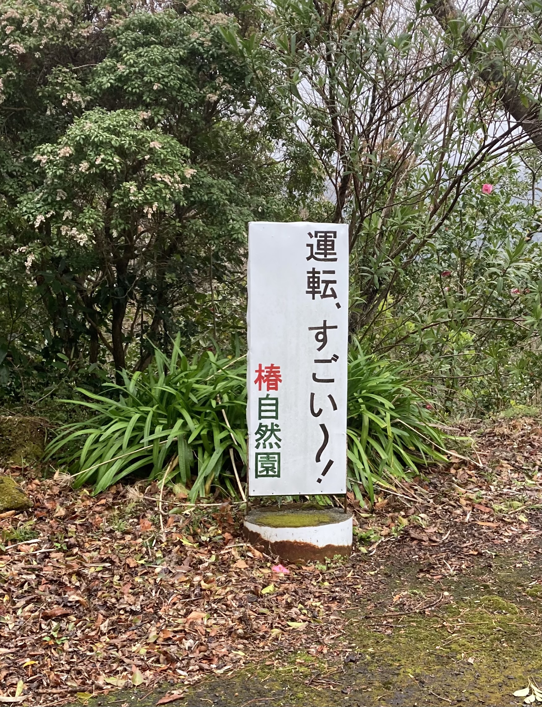 徳島県阿南市 椿自然園 椿泊湾のお造り定食 うどんは別腹