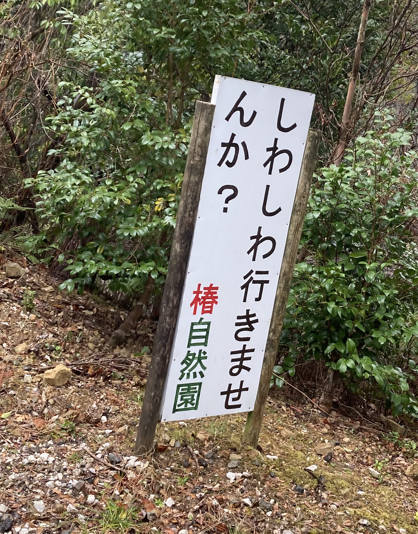 徳島県阿南市 椿自然園 椿泊湾のお造り定食 うどんは別腹