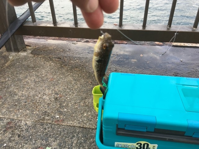 アジュール舞子でカワハギ狙い 播磨と摂津の境目から アジュール舞子でカワハギ狙い 播磨と摂津の境目から