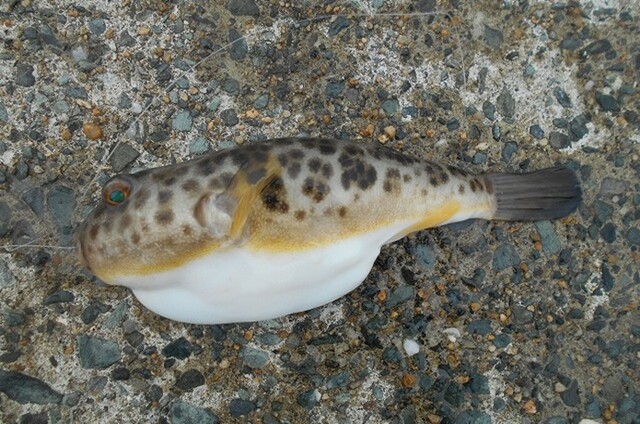 釣ったフグを食べたい 播磨と摂津の境目から