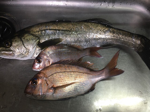 釣ったら食べます 鯛 ハネ ガシラ 播磨と摂津の境目から