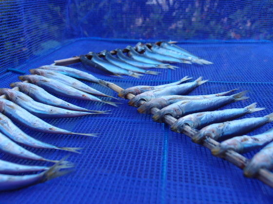 釣ったイワシで目刺しを作って食う : 播磨と摂津の境目から