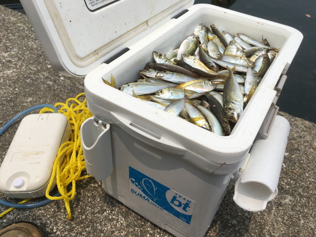 行くぞ豆アジサビキ釣り 目標2 019匹に向けて 播磨と摂津の境目から 行くぞ豆アジサビキ釣り 目標2 019匹に向けて 播磨と摂津の境目から