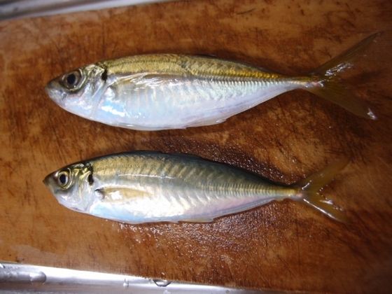 マアジ マルアジ イワシサビキ釣り 垂水漁港16 09 03 播磨と摂津の境目から