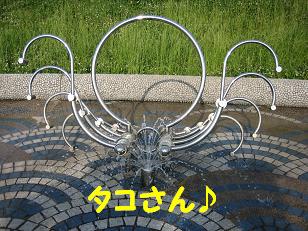 タコ
