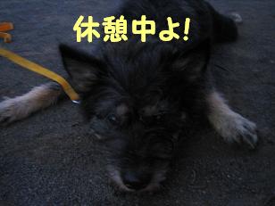 はな