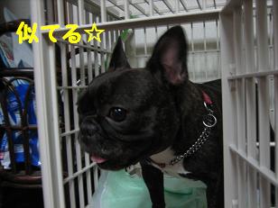 似てるでしょ?