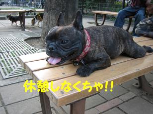 ヴォーグさん