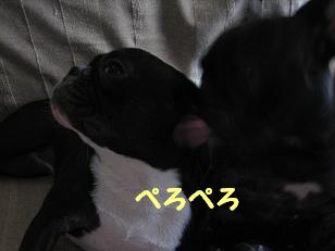 ぺろぺろ