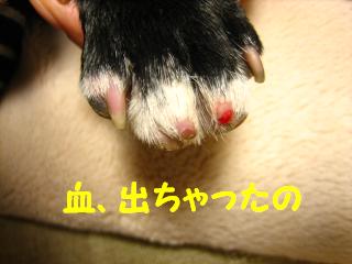 血でた