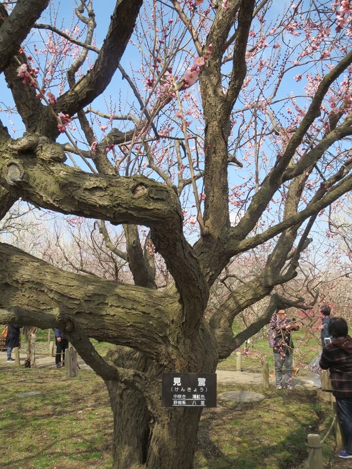 水戸で梅散歩ー6 偕楽園 梅林 八十路の旅 水戸で梅散歩ー6 偕楽園 梅林 八十路の旅