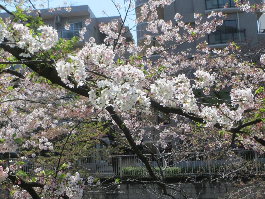 関口芭蕉庵