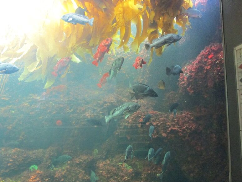 葛西臨海公園ー10 ケルプの森 八十路の旅 葛西臨海公園ー10 ケルプの森 八十路の旅