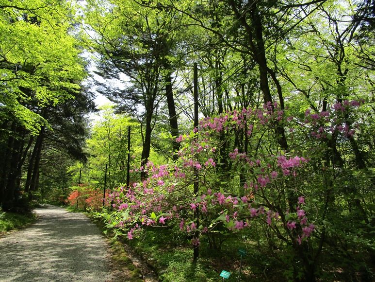 日光植物園4月29日ー４ 遊歩道 八十路の旅