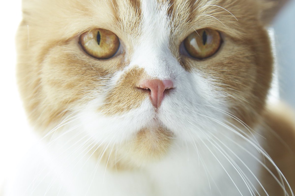 悲報 ワイモバイルcmキャスター ふてニャン の春馬くん旅立つ 芸能アニメマニア