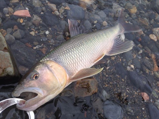 琵琶湖でハス釣り M Ex Annex