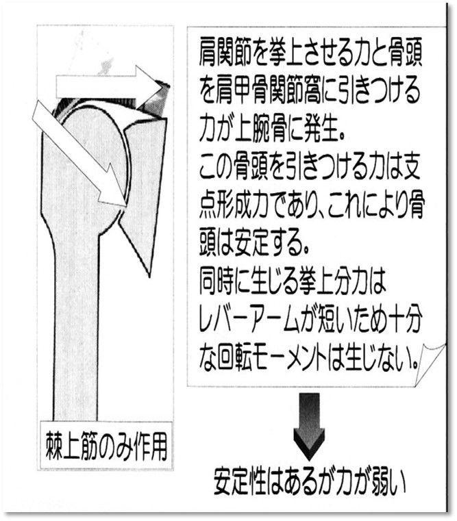 脳血管の治療を考える作業療法士のブログシリーズ肩甲骨～上肢の運動に必要な肩甲骨の固定～翼状肩甲について三角筋と棘上筋のフォースカップルについてシリーズ肩甲骨～上腕リズムの違い～著者プロフィール