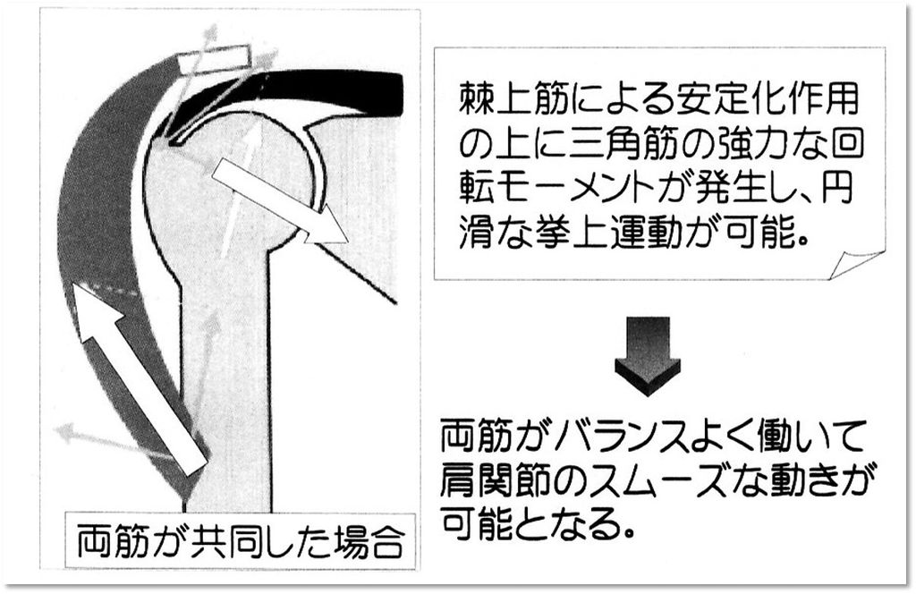 三角筋と棘上筋のフォースカップルについて 脳血管の治療を考える作業療法士のブログ