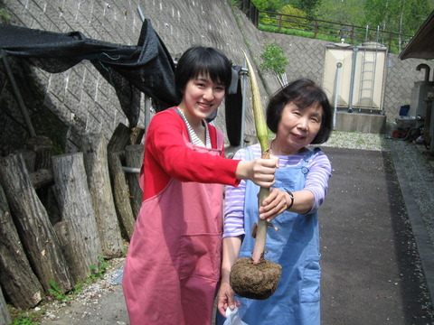 こんにゃくいも