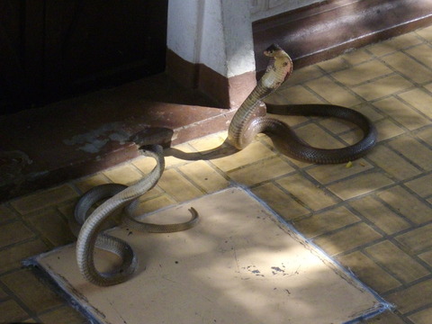 ヘビ研究所
