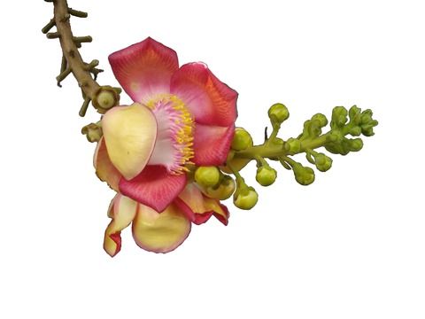 ホウガンノキの花