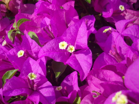 ブーゲンビリア (2)