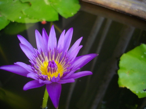 すいれん　睡蓮　(1)