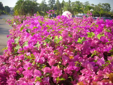 ブーゲンビリア (1)