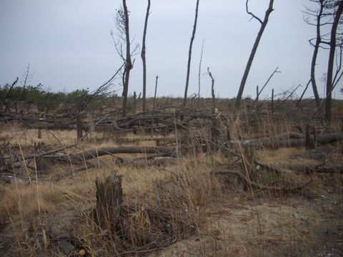 宮城 (12)