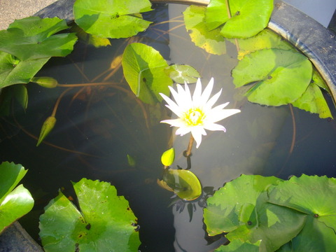 すいれん　睡蓮 (2)