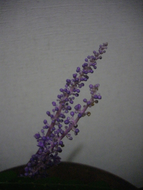 いけられた葉と花 (2)