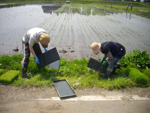 田植え (13)