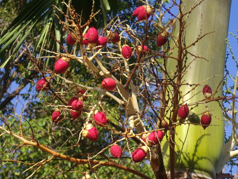 ナレースワン大学