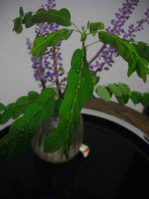 いけられた葉と花 (1)