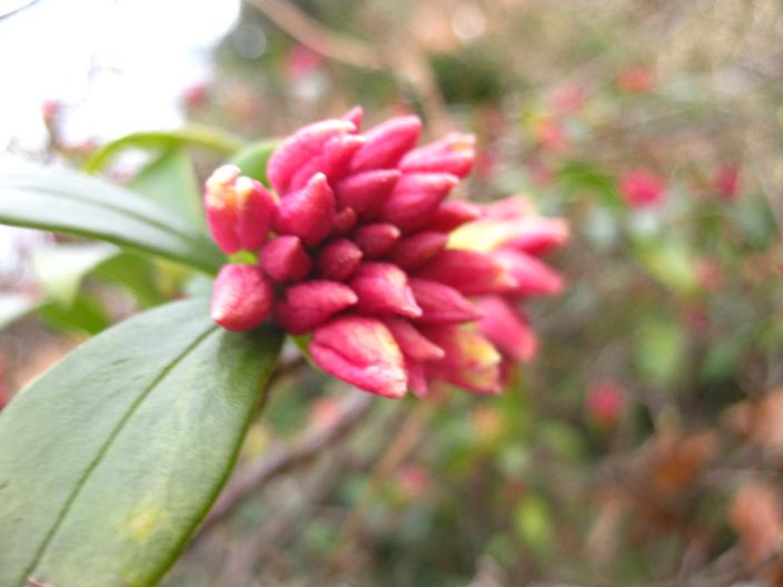 鉄町のなかなか咲かない沈丁花と白山吹の実 鉄町の管理人のブログ