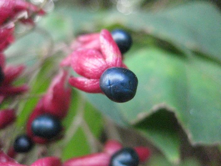鉄町の臭木 くさぎ の実 鉄町の管理人のブログ