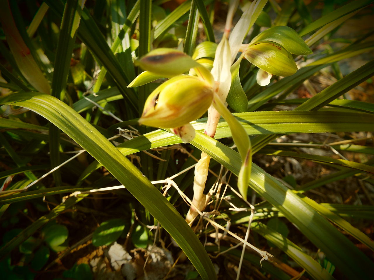 じじばば 芝桜 菫 孫のイラスト 鉄町の管理人のブログ