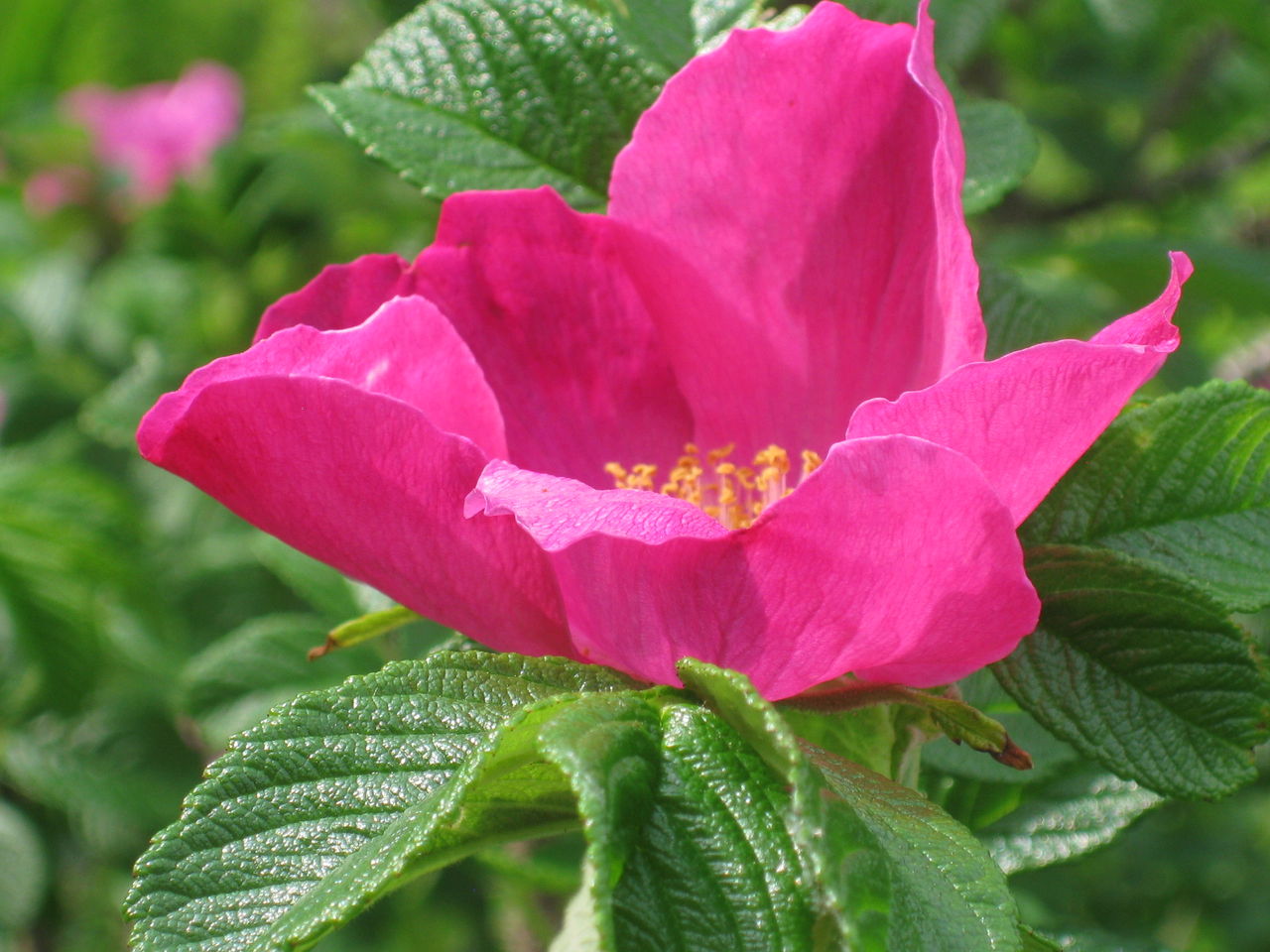 鶴見川生き物観察記 鯉 Part22 ガチョウ ハマナス イラスト 鉄町の管理人のブログ