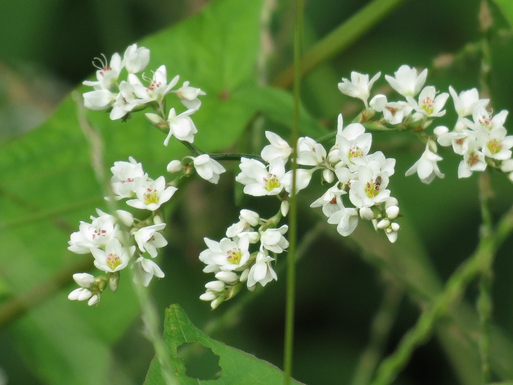 鶴見川生き物観察記 カワウ 蕎麦の花 蔓梅擬 カラスウリ パンパスグラス イラスト 鉄町の管理人のブログ