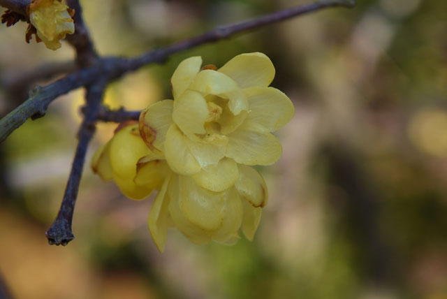 ロウバイ 蝋梅 の性質や剪定方法 ロウ細工のような花が人気の花木 小山市 佐野市 板倉町 野木町の植木屋 全国造園業空き家問題対策協会 ロウバイ 蝋梅 の性質や剪定方法 ロウ細工のような花が人気の花木 小山市 佐野市 板倉町 野木町の植木屋 全国造園業空き家問題対策協会
