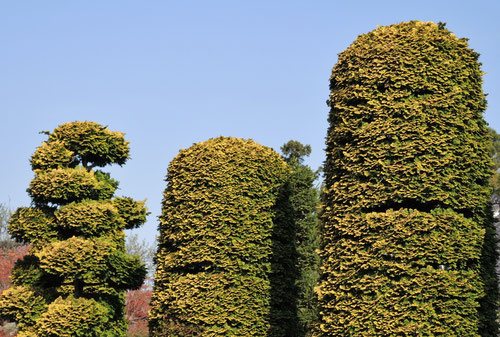 チャボヒバ（矮鶏檜葉）の性質や剪定 ～定番の植木～ 小山市、佐野市