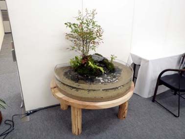 屋内ビオトープの進化 徒然日記