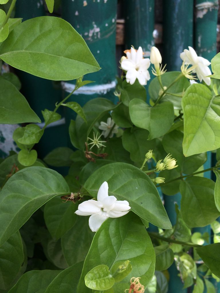 Cebu El Suenoで見られる南国の花たち セブで人気のレストラン El Sueno が出来るまで