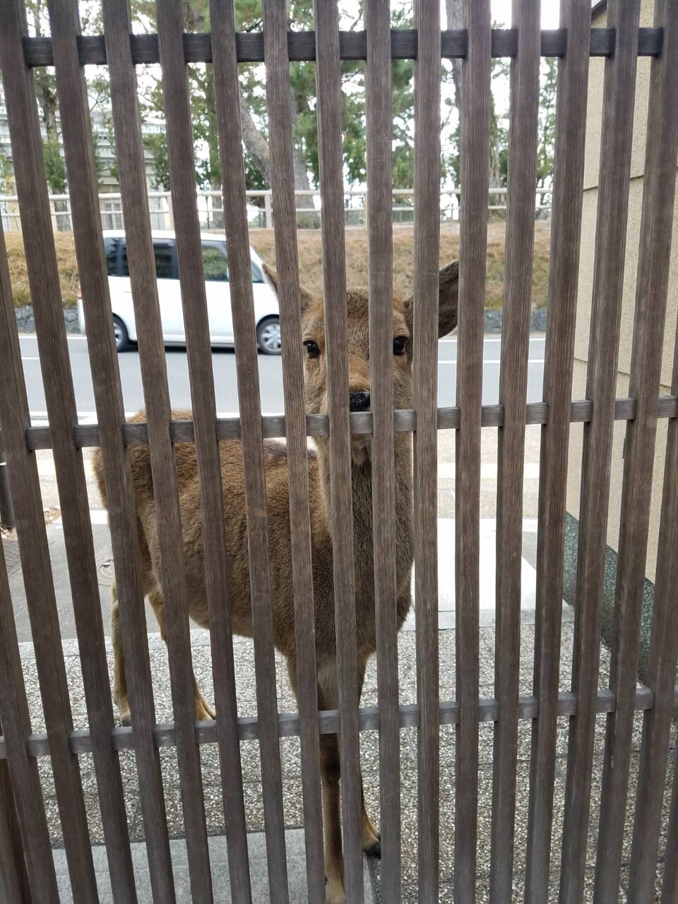 本屋大賞ノミネート作品から 上野高校第30回卒業生の懐かしいあの頃と今 本屋大賞ノミネート作品から 上野高校第30回卒業生の懐かしいあの頃と今
