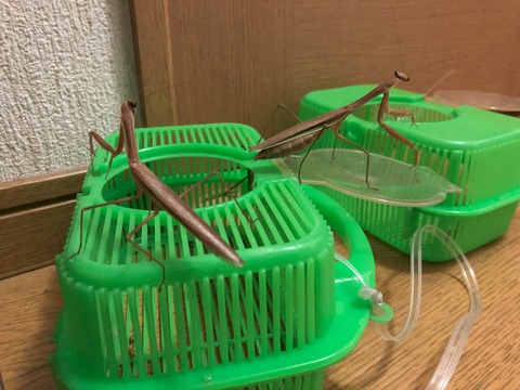 IMG_7176[1] - コピー