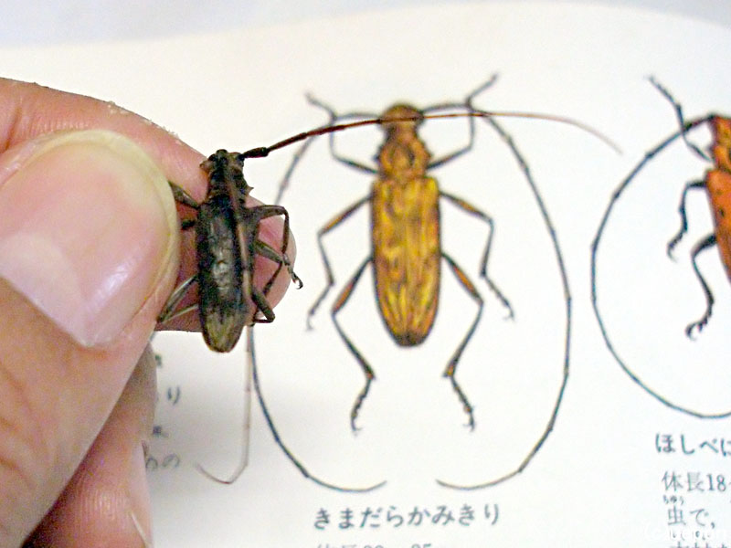 キャンプ場の虫 銀河村navi キャンプ場の虫 銀河村navi