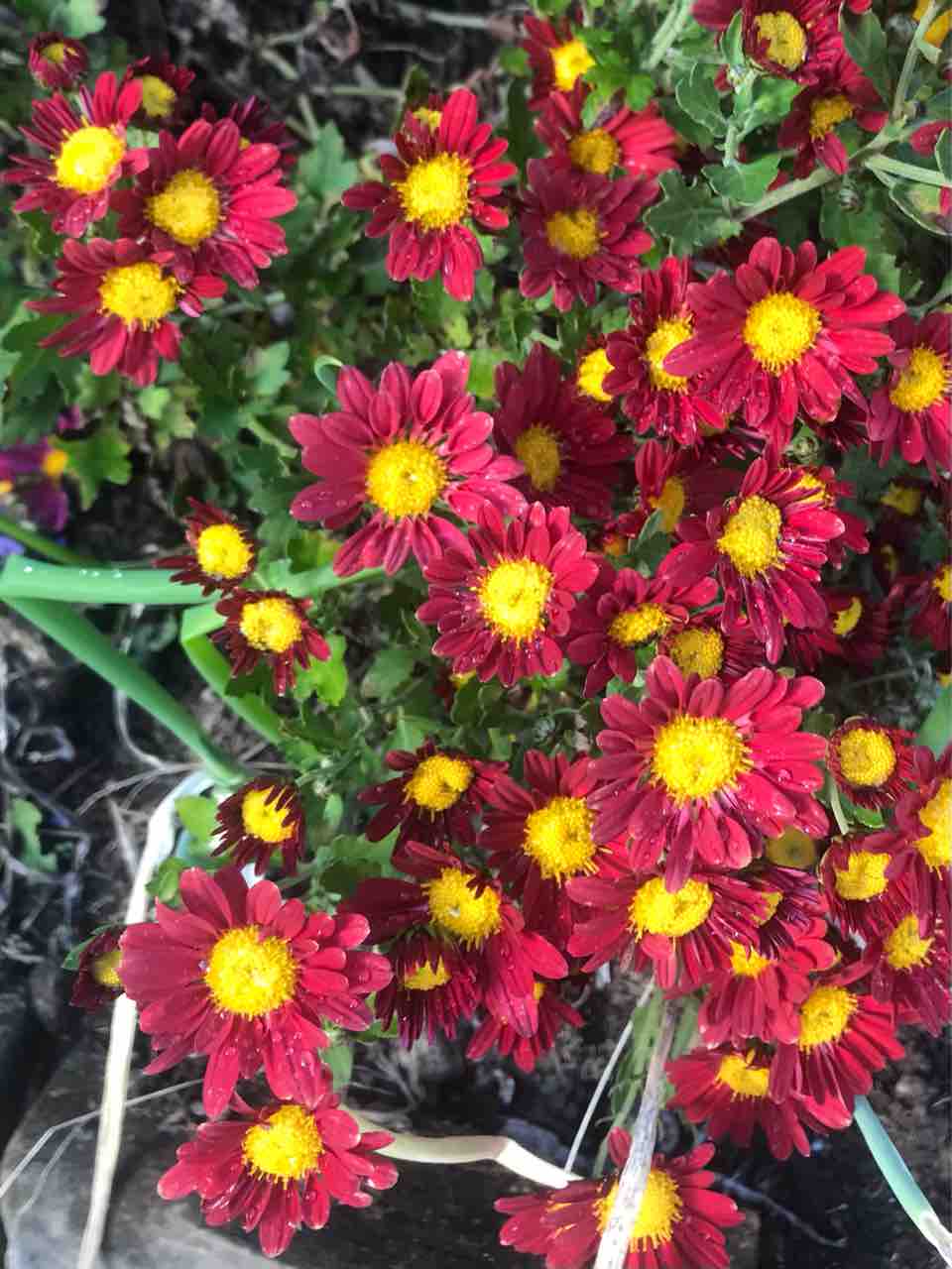 菊 ダブル主演 ぐんま 山のガーデン