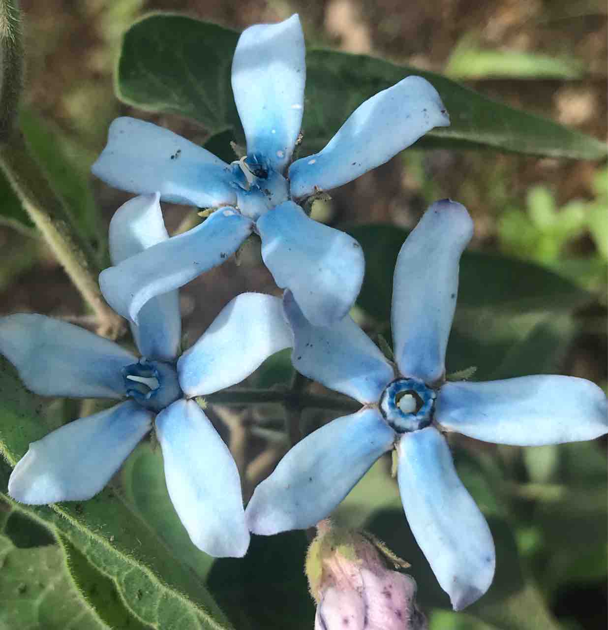 21年08月 ぐんま 山のガーデン