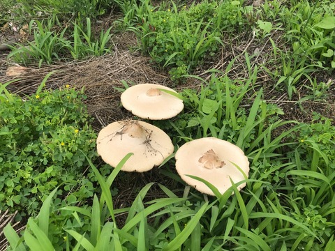 梅雨のまにまに たまにはキノコも出てくる ぐんま 山のガーデン